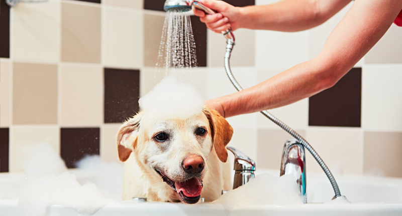 cat and dog grooming insurance image