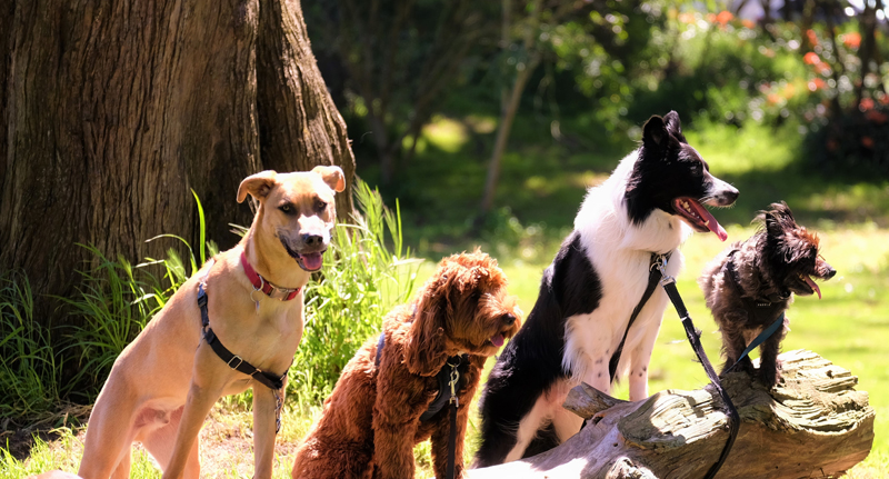 dog club insurance image