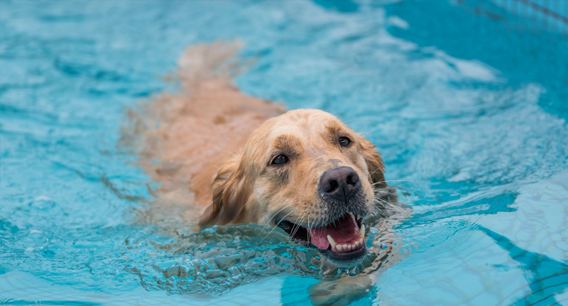 dog hydrotherapy insurance image
