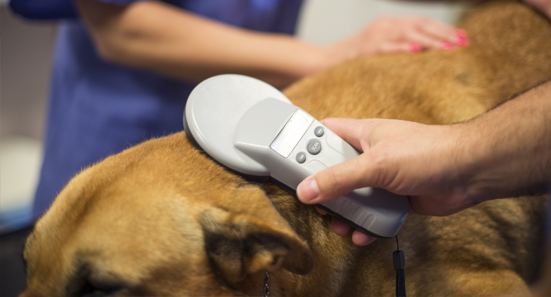 pet microchipper insurance image