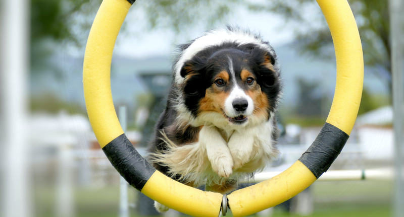 dog trainer insurance image