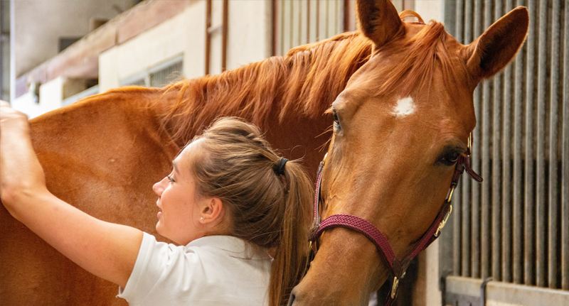 horse sitting insurance image