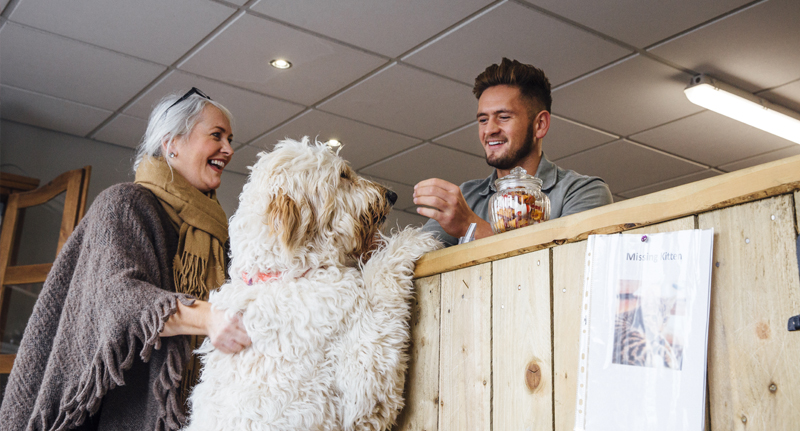 kennels insurance image
