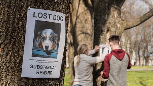 Loss of Animal Picture