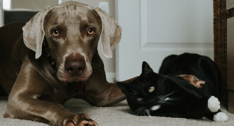 pet sitting insurance image