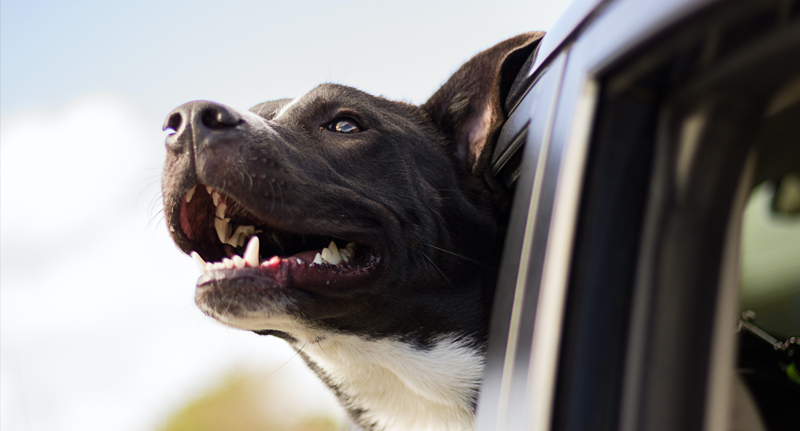 pet taxi insurance image