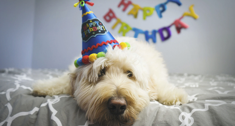 pet party insurance image
