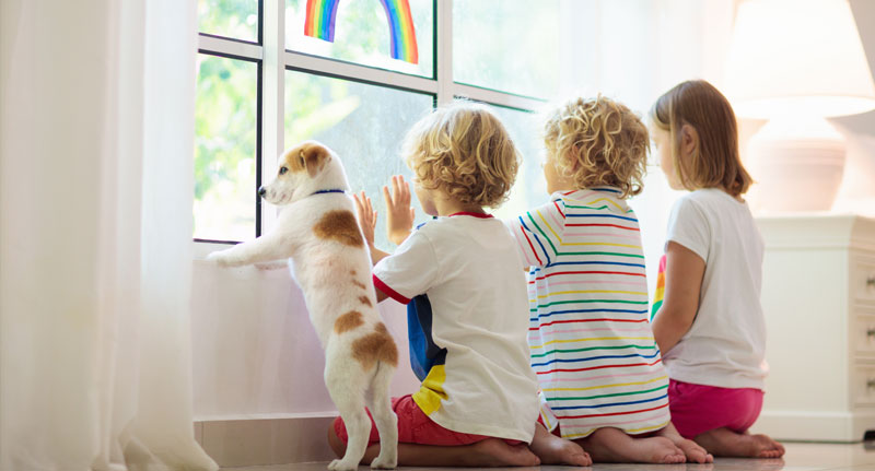 dogs to schools insurance image