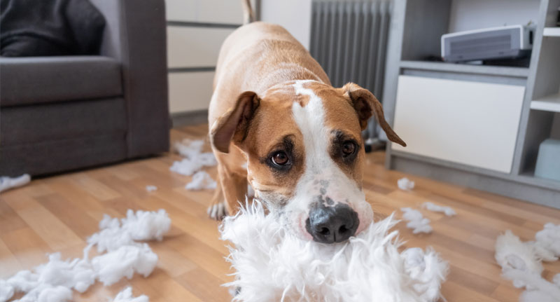 dog walking insurance image