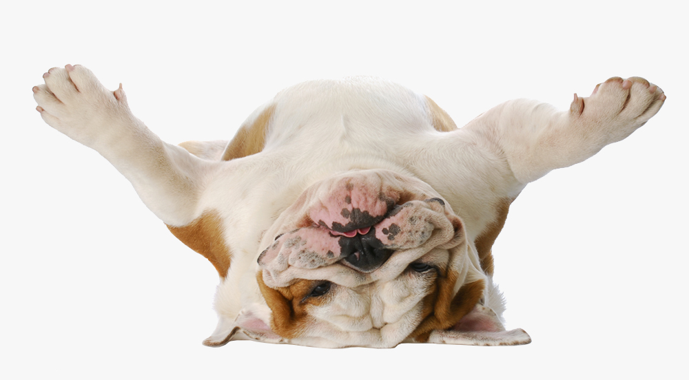 Pet Business Insurance's #1 for Dog Walking & more. Pet Business Insurance's #1 for Dog Walking & more.